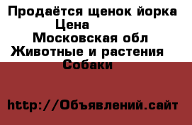 Продаётся щенок йорка  › Цена ­ 12 000 - Московская обл. Животные и растения » Собаки   